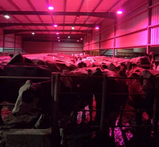 Luxum Halo Dairy 200W with integrated red night light